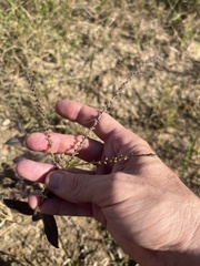 Verbena scabra