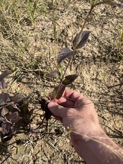Verbena scabra