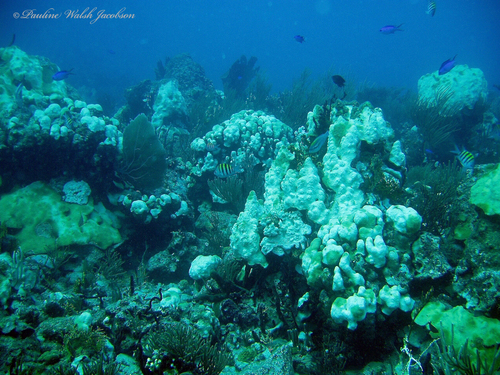 Photo of Boulder star coral (Orbicella annularis)