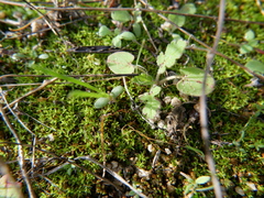 Funaria hygrometrica