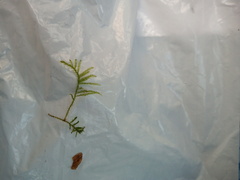 Eurhynchium angustirete