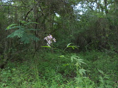 Solanum angustifidum