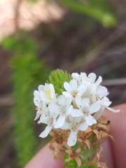 Selago glandulosa