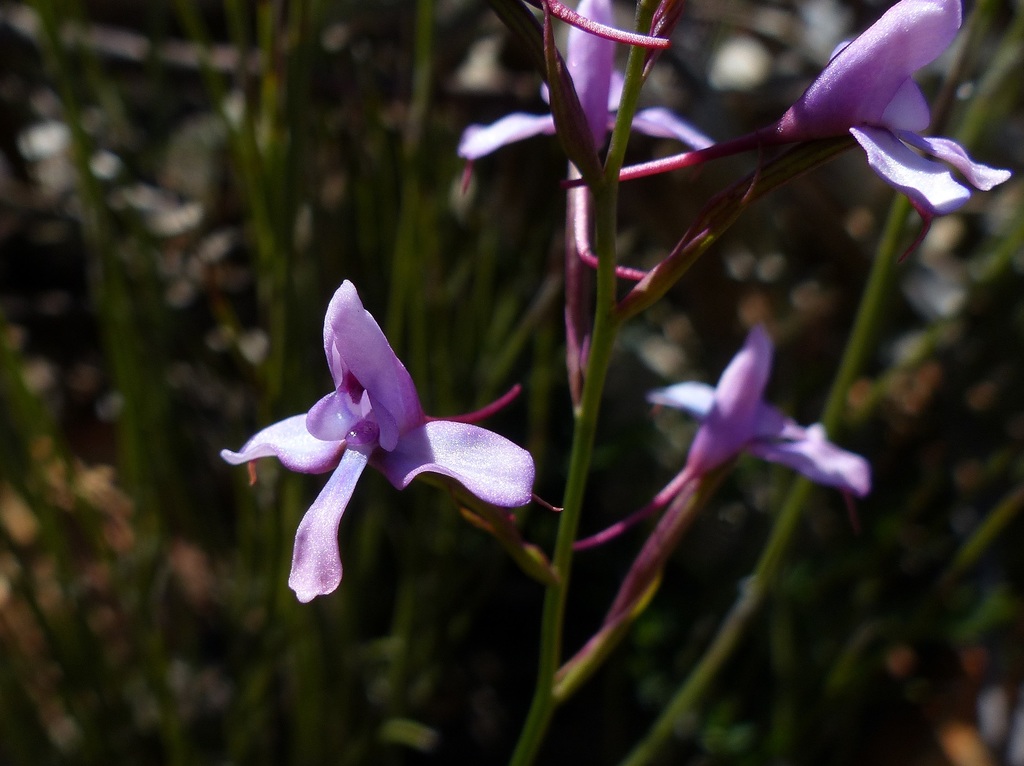 Kleinkaroo Disa