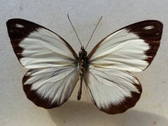 Pieriballia viardi