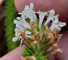 Selago glandulosa