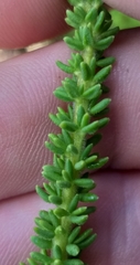 Selago glandulosa