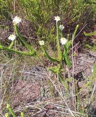 Selago glandulosa