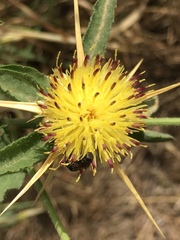 Centaurea iberica