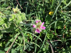 Pelargonium capitatum