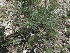 Anthemis fruticulosa