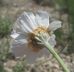 Anthemis fruticulosa