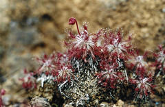 Drosera neocaledonica