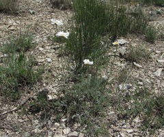 Anthemis fruticulosa