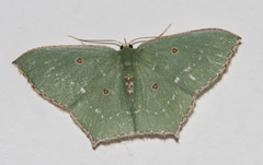Cyclothea disjuncta