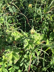 Pelargonium capitatum