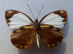 Pieriballia viardi