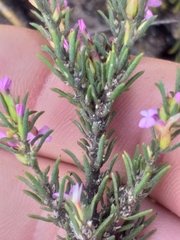 Muraltia knysnaensis