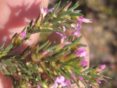 Muraltia knysnaensis