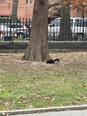 Sciurus carolinensis