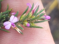 Muraltia knysnaensis