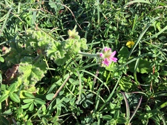 Pelargonium capitatum