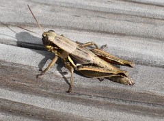 Melanoplus plebejus