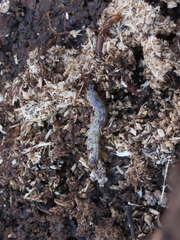 Scolecocampa