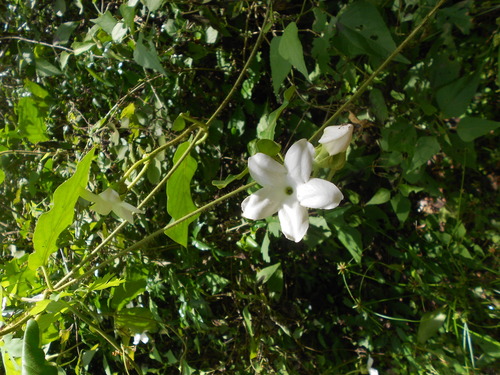 Macroscepis