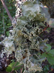 Parmotrema hypoleucinum