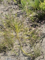 Muraltia knysnaensis