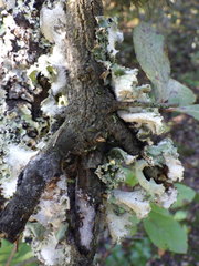 Parmotrema hypoleucinum