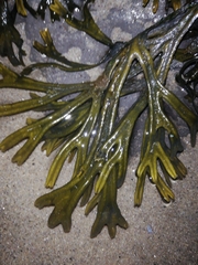 Fucus ceranoides