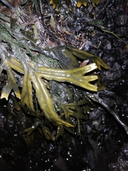 Fucus ceranoides