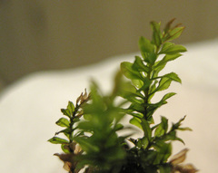 Mnium lycopodioides