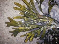 Fucus ceranoides
