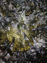 Fucus ceranoides