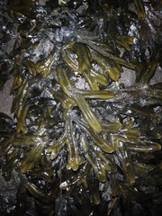 Fucus ceranoides