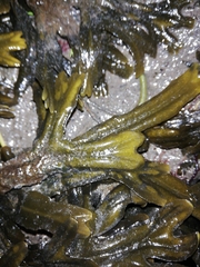 Fucus ceranoides