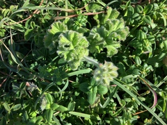 Pelargonium capitatum