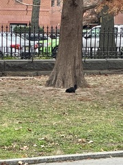 Sciurus carolinensis