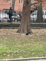 Sciurus carolinensis