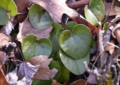 Hexastylis virginica
