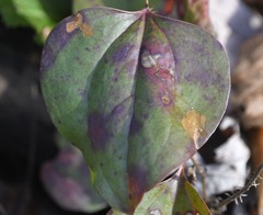 Pseudocercospora smilacicola