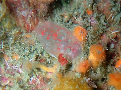 Ascidia virginea