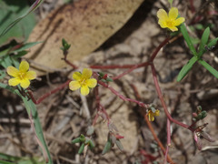 Portulaca australis
