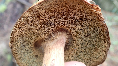 Imleria badia — no rights reserved