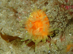 Balanophyllia regia