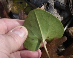 Hexastylis virginica