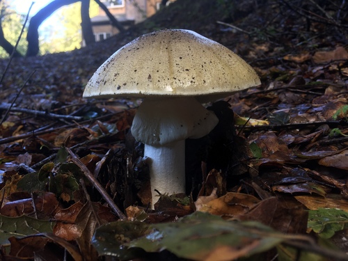 Deathcap